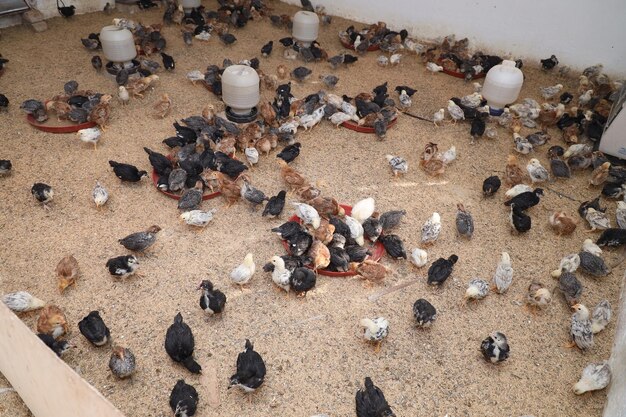 Colorful Chicken Chicks at the Poultry Farm