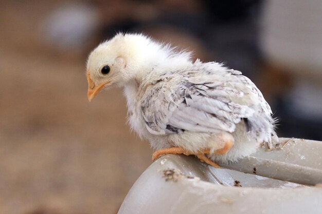 Colorful Chicken Chicks at the Poultry Farm