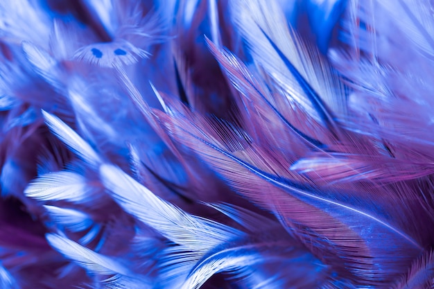 Colorful chicken feathers in soft and blur style for the background