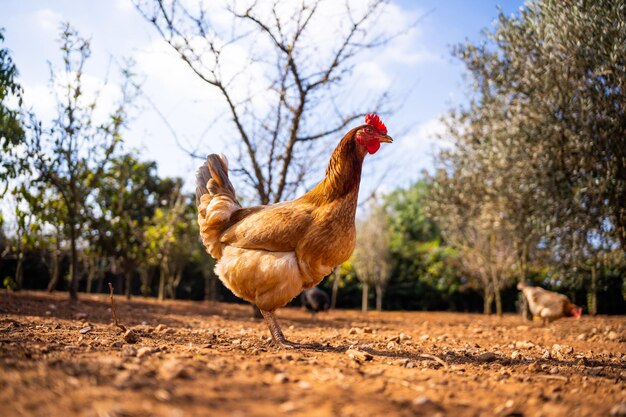 Photo colorful chicken in the free range of the backyard