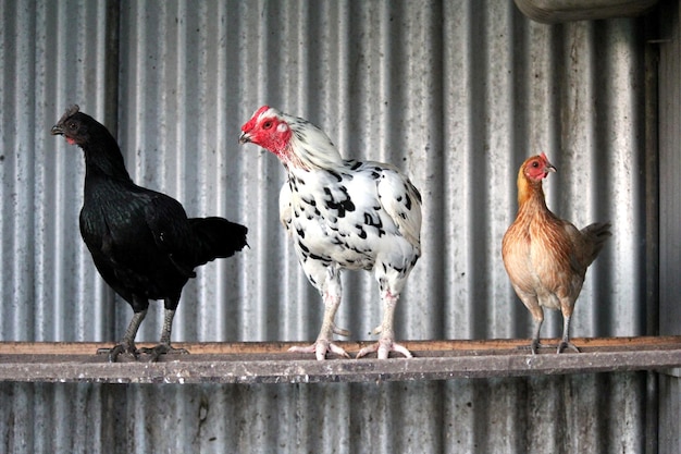 Photo colorful chooks perched in a row