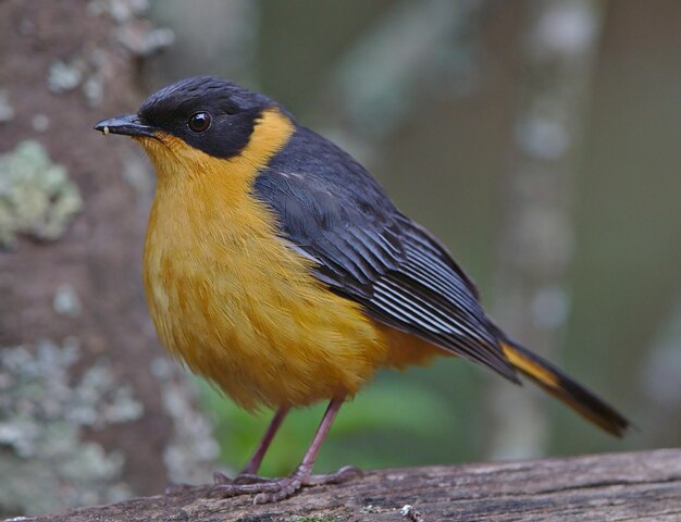 A colorful chorister robinchat cossypha dichroa cossypha
dichroa bird