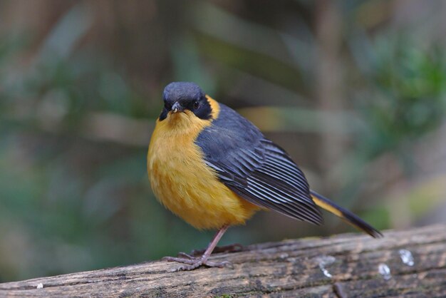 A colorful chorister robinchat cossypha dichroa cossypha
dichroa bird