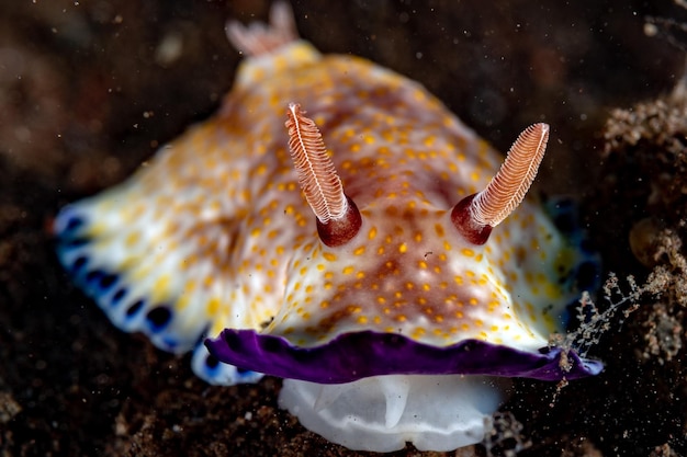 다채로운 chromodoris nudibranch는 인도네시아에서 매크로 세부 정보를 닫습니다.