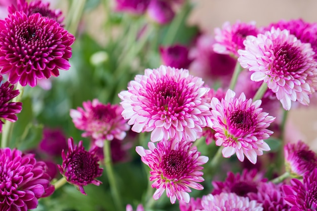 Colorful chrysanthemum for background