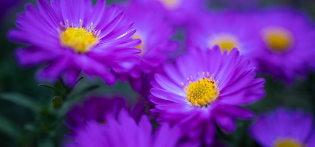 カラフルな菊の花マクロ撮影菊黄赤紫色花の背景