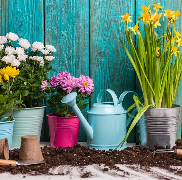 colorful chrysanthemums in pots near wooden fence