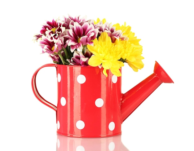 Colorful chrysanthemums in red watering can with white polka dot isolated on white