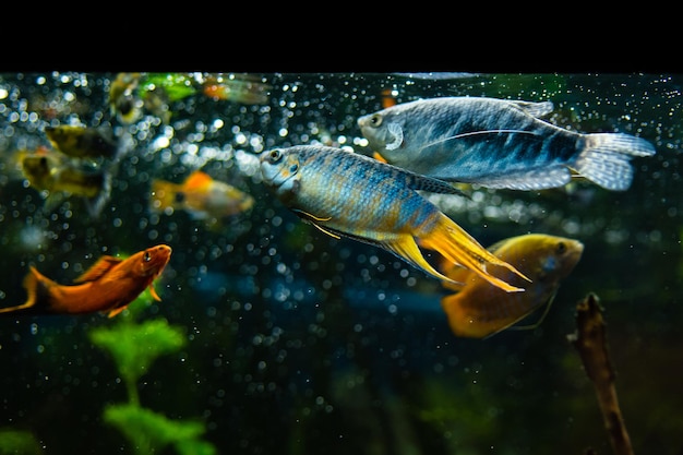 Colorful cichlid fish in aquarium water