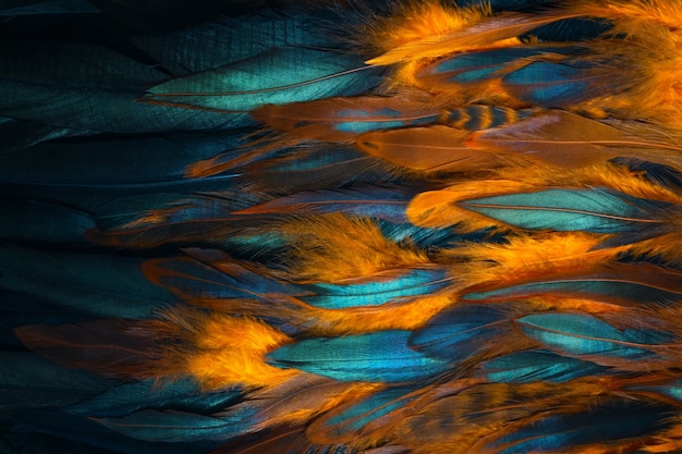 Colorful close up photo of chicken feathers.