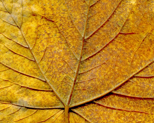 Colorful closeup beautiful fall foliage