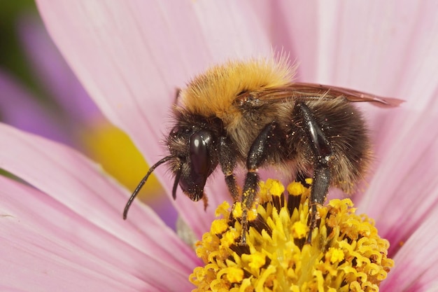 Photo colorful closeup on a female worker of the common carder bee bombus pascuorum on a pink cosmos flower