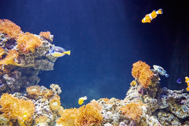 Colorful clown fishes with stones