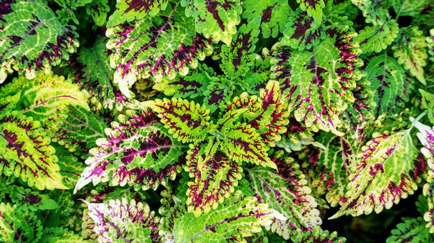 Colorful coleus plant in a garden.