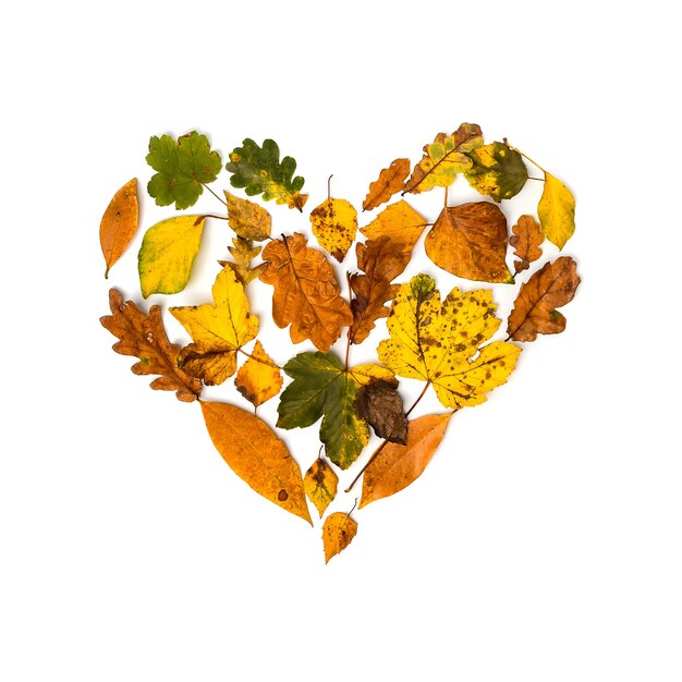 Colorful collection of autumn leaves like a heart on a white