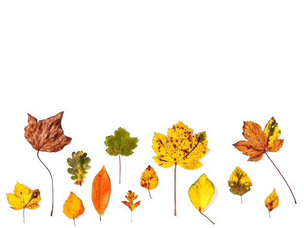 Colorful collection of autumn leaves on a white