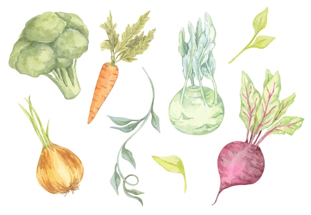 a colorful collection of watercolor vegetables featuring broccoli onion carrot beetroot and kohlrabi ideal for ecofriendly product packaging