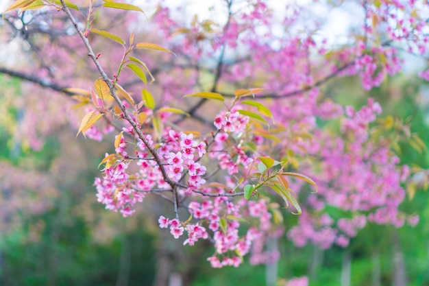 colorful color of flower tree in wild forest