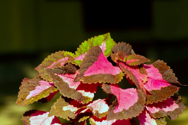 일반적으로 coleus로 알려진 다채로운 산호 Coleus 꽃 식물의 종