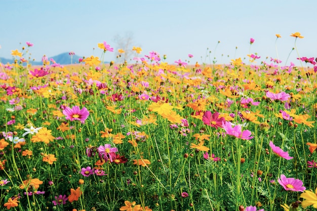 Colorful of cosmos in field.