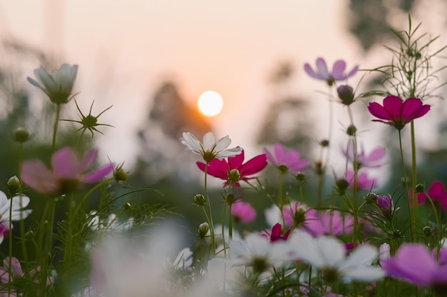 Colorful of cosmos flower in the garden for background