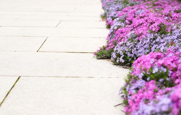 Colorful Cosmos Flower Garden Blooming in spring Season