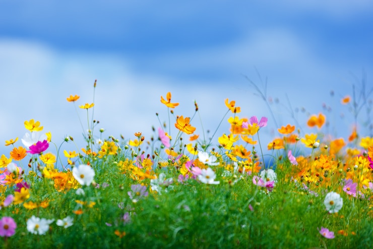 Photo colorful cosmos flower garden in bule sky background