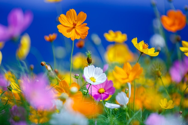 Colorful cosmos flower garden in bule sky background