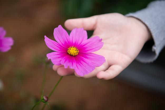 Colorful cosmos flower in garden