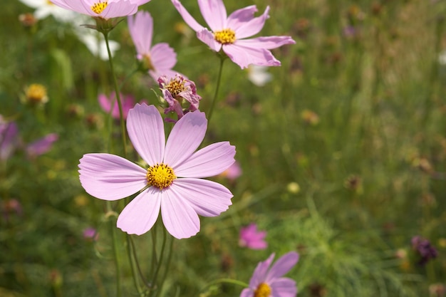 Colorful cosmos flowers bloom in the beautiful sunlight