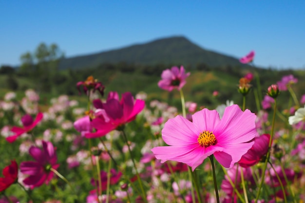 Colorful cosmos flowers blooming in garden for bacground blurred background