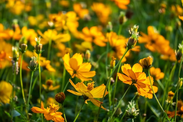 カラフルなコスモスの花が屋外で育ちます