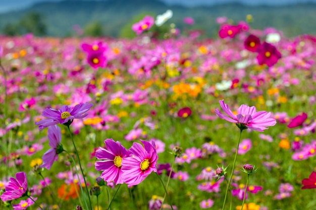 Colorful Cosmos flowers Garden Blooming 