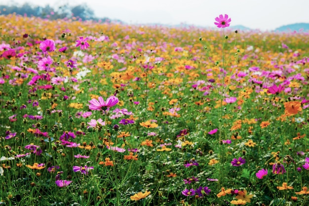 Colorful cosmos in park.