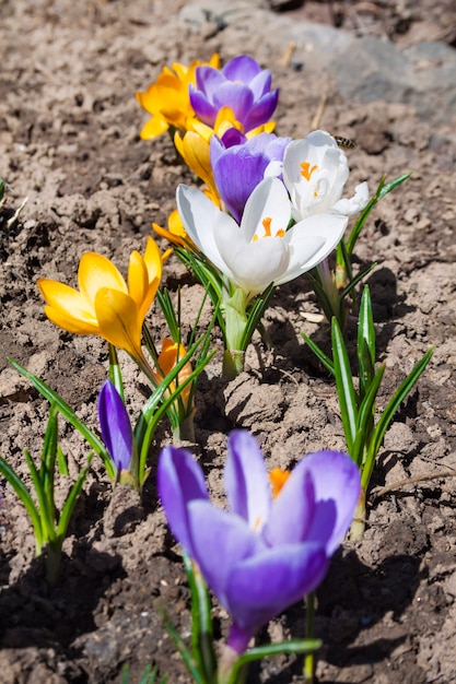 Fiori variopinti del croco il giorno soleggiato della molla