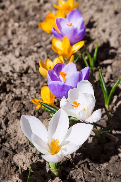 Colorful crocus flowers on the spring sunny day