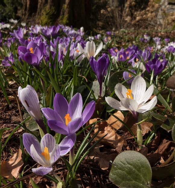 Croco variopinto su un prato in primavera, norvegia