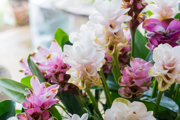 Colorful curcuma flowers