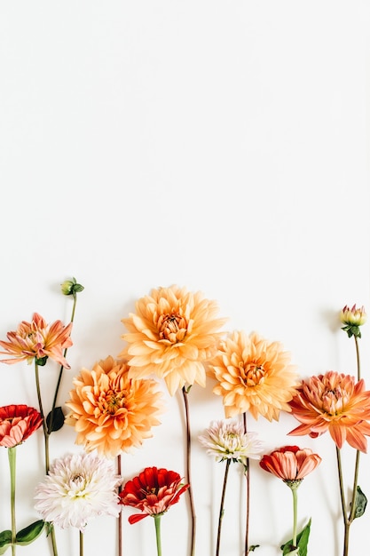 Colorful dahlia and cynicism flowers on white surface