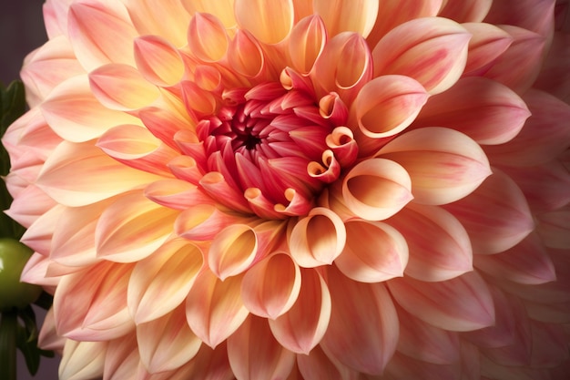 Colorful dahlia flower closeup natural background