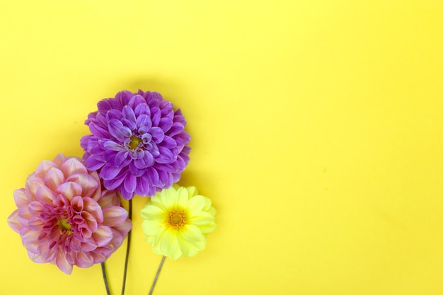 Colorful dahlia flowers on yellow background