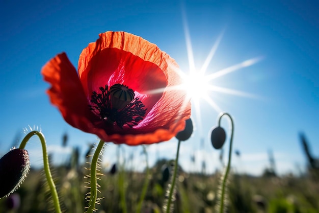 Colorful daisies isolated on white background generate ai