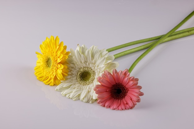 Colorful daisies on white background