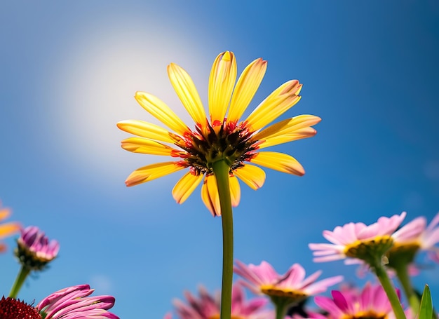 Colorful daisy flower under blue sky sunlight
