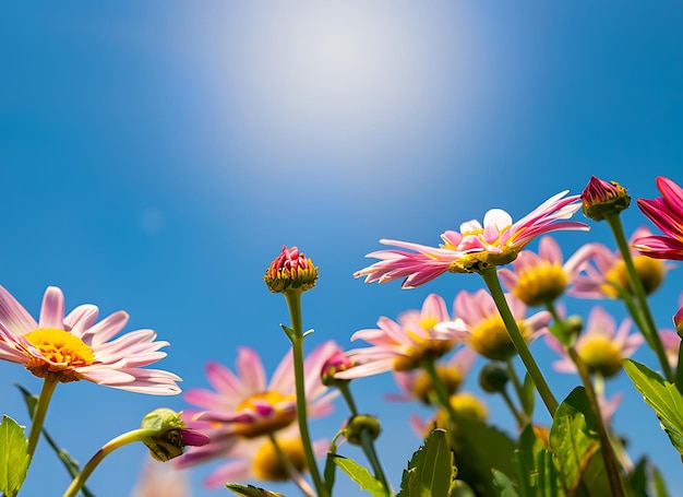 青い空の日光の下で色とりどりの花