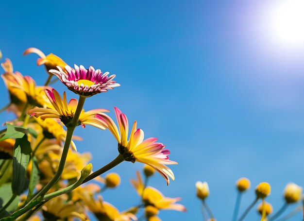 Photo colorful daisy flower under blue sky sunlight