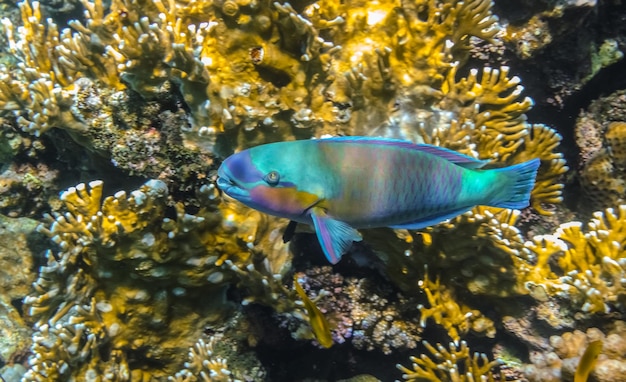 Colorful daisy parrotfish hovering over yellow corals in egypt