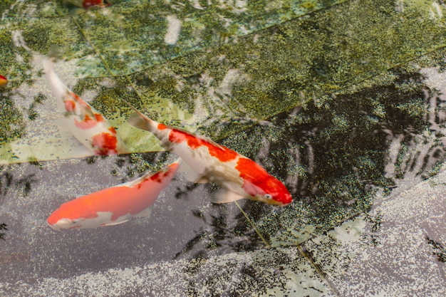 カラフルな装飾的な魚が人工の池に浮かんでいます。上からの眺め