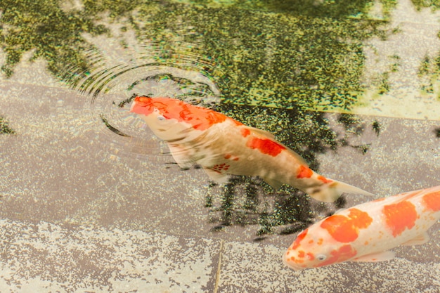 カラフルな装飾的な魚が人工の池に浮かんでいます。上からの眺め