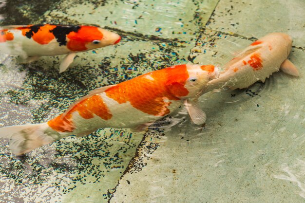 カラフルな装飾的な魚が人工の池に浮かんでいます。上からの眺め